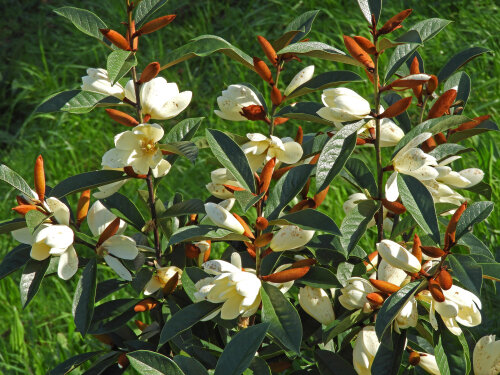 Magnolia Gracipes